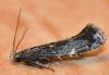 Aproaerema sp.